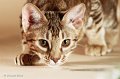 ocicats14_10052